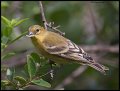 _3SB7047 lesser goldfinch female